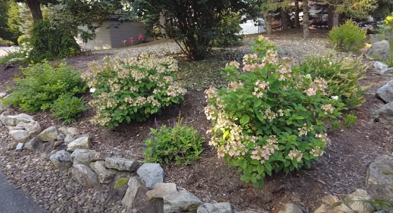 Well-maintained hydrangea garden with fresh mulch in South Gate, CA